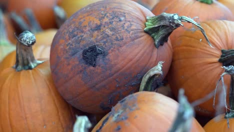 pan of pumpkins