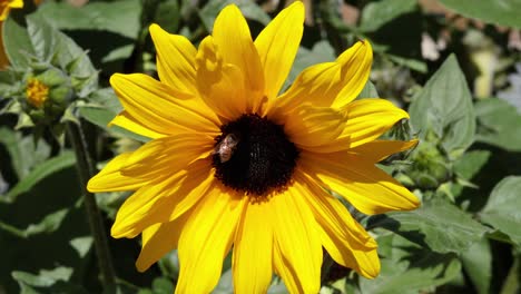 la abeja interactuando con el girasol en piamonte, italia