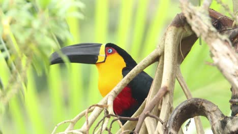 beautiful channel-billed toucan on tree inside rainforest in brazil atlantic forest