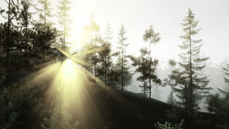 la luz del sol filtrándose a través de los árboles en un paisaje forestal sereno durante la mañana