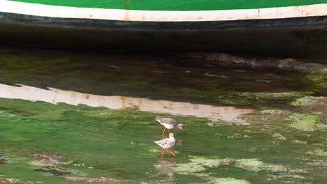 pájaro redshank vadeando en aguas poco profundas