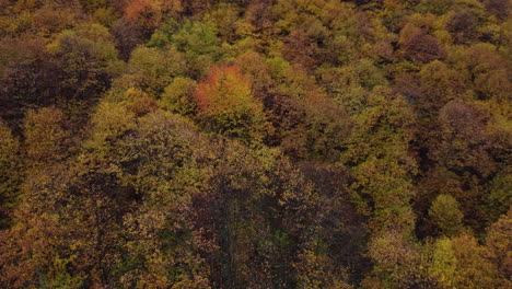 Autumn-forest-trees-yellow-and-red-foliage,-woodland-aerial-view-in-fall-season,-natural-colorful-park