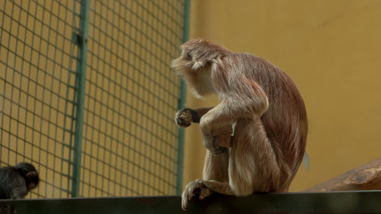 langur javanés oriental sentado en un poste de madera y comiendo en un zoológico