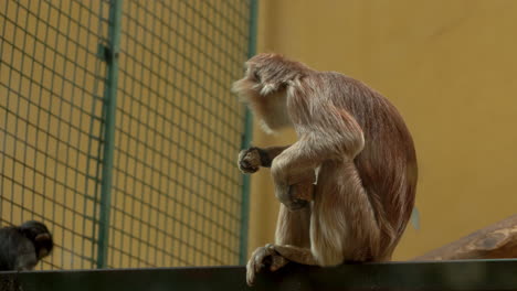 east javan langur sitting on wooden post and eating in a zoo