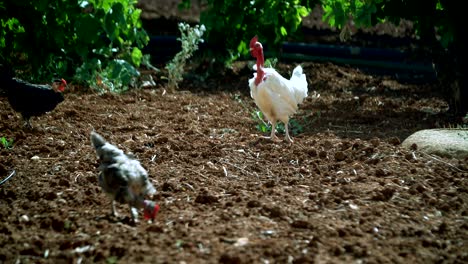 tres gallos comen gusanos.