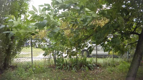 Cloudy-and-windy-day-effects-the-tree