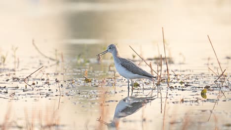 common green shank fishing in wetland area in morning