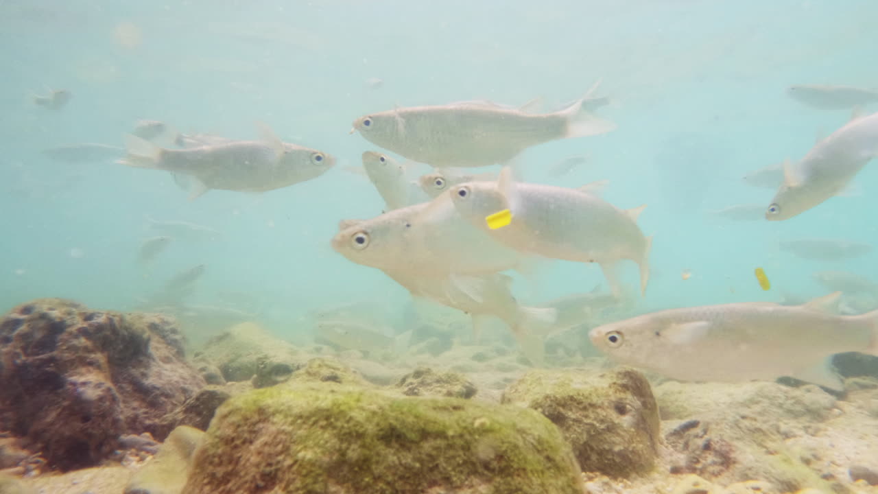 Mullet fish swim in shallow water in the sun rays
