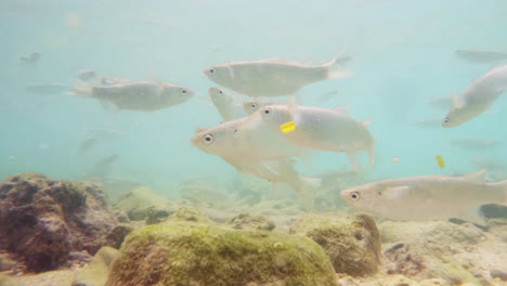 los peces mullet nadan en aguas poco profundas en los rayos del sol