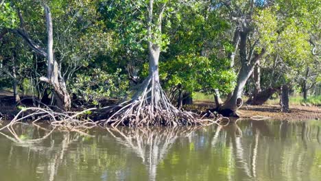 serene mangrove scene with water reflections