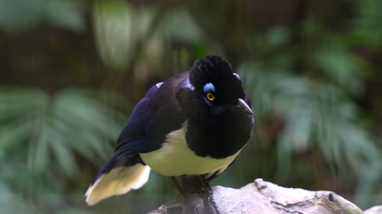 Close-up van een pluche kuifgaai (Cyanocorax chrysops) zittend op een tak, nieuwsgierig rondkijkend in de omgeving.