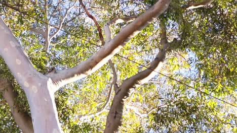 close-up of eucalyptus branches and leaves illuminated by sunlight, set against a bright blue sky.
