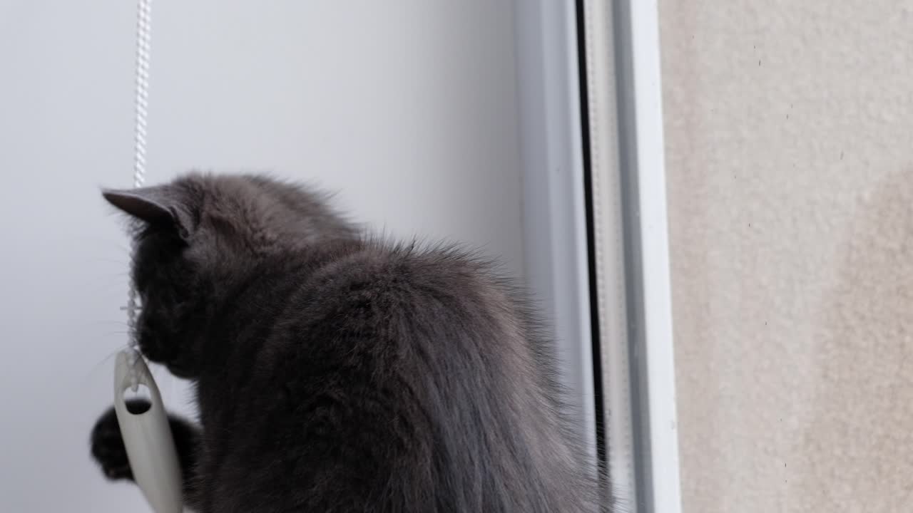 Close up of a small, grey British Shorthair kitten playing with a blinds cord
