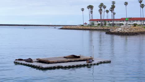 oceanside, ca on an early morning in southern california