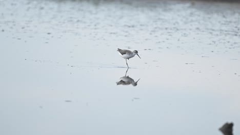 아프리카 서렌게티의 던린 (dunlin) 은 탄자니아의 습지에서 호수 물을 헤엄치고, 먹이를 먹고 산책하는 물새, 야생 동물 자연 사파리, 낮은 각도에서 조용한 물에 반사됩니다.