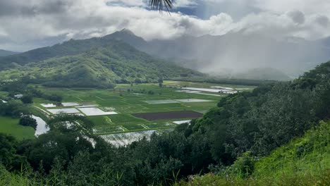 looking down on moody and cloudy hanalei valley taro fields on kauai