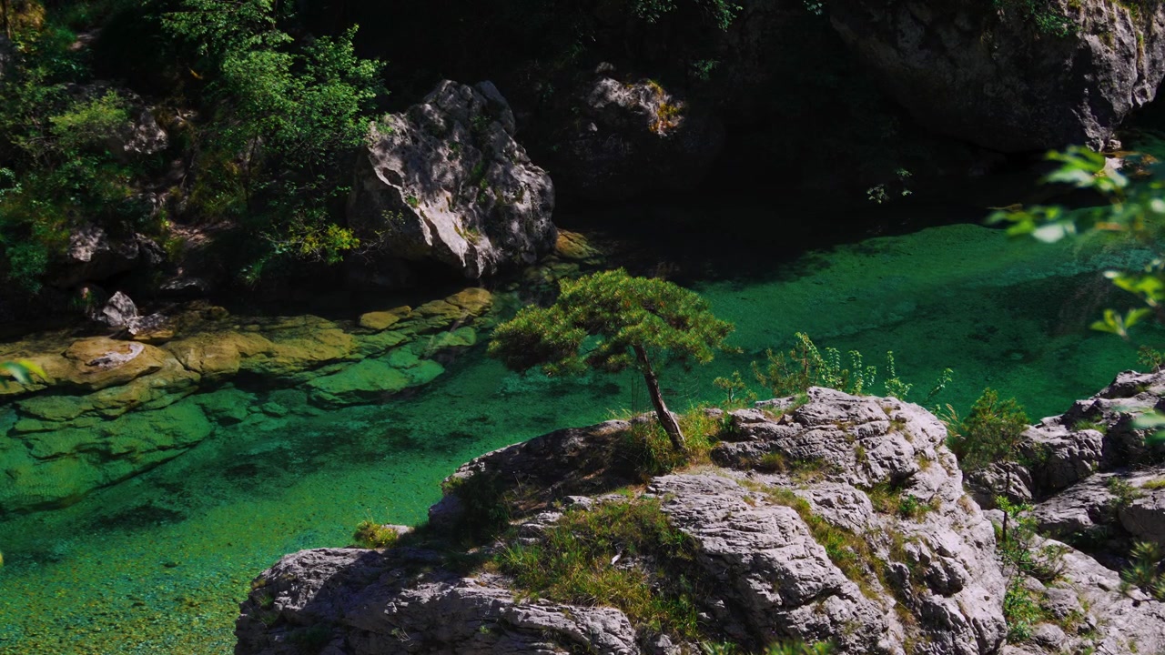 Pozze smeraldine con un pino solitario su una roccia. Scenico canyon fluviale di montagna, Italia