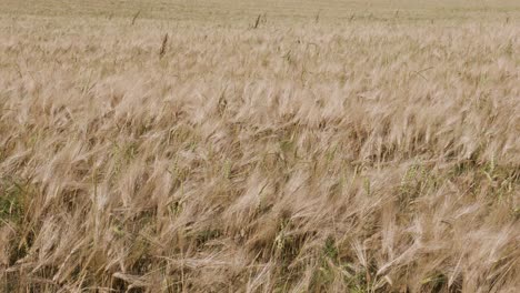 Weizenfeld,-Weizenähren,-Die-Sich-Im-Wind-Wiegen.