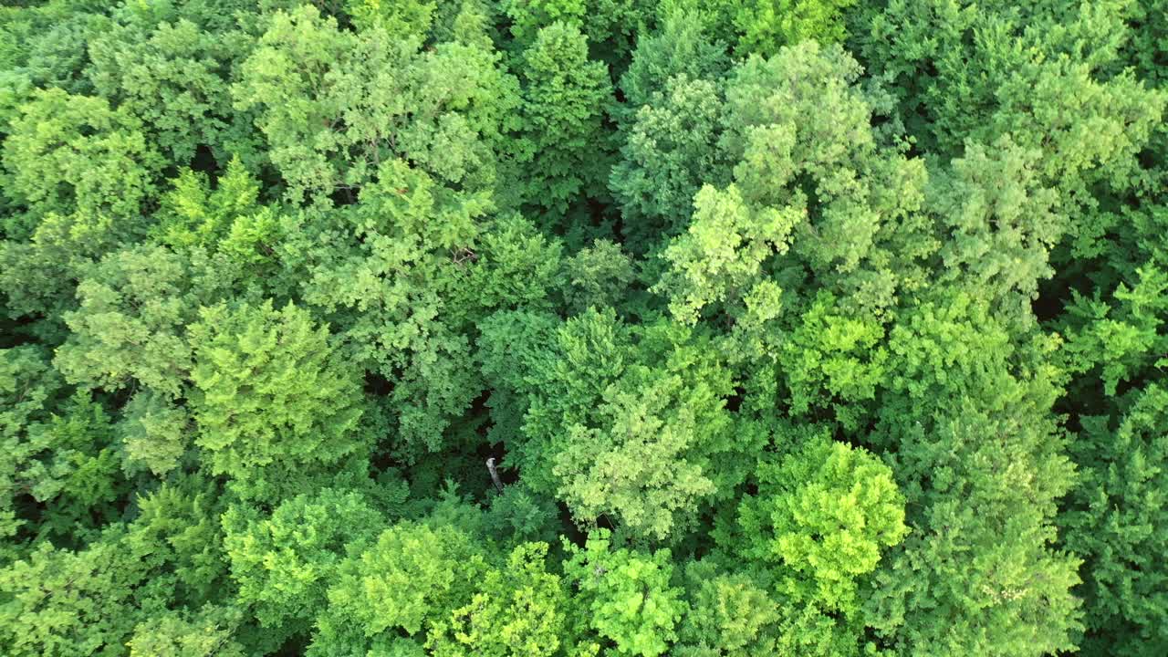 Tops of green trees outdoors in summer day. Aerial view. Camera moves rising up from green forest of dense mixed tree tops.