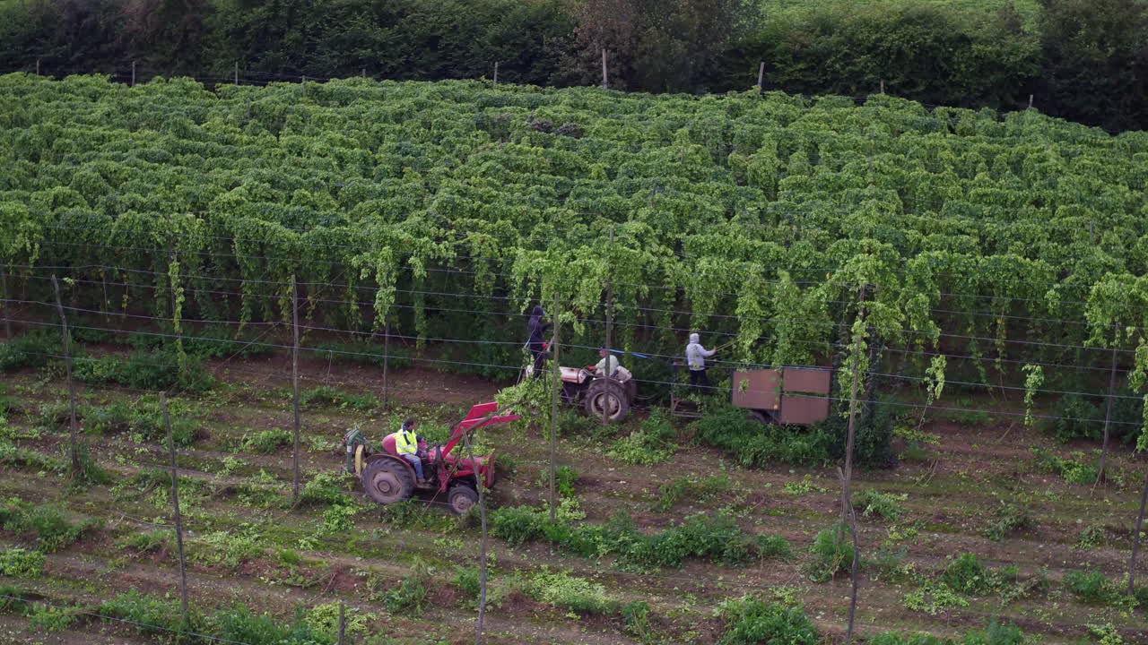 Hop Harvest: Farm Workers Picking Hops with Tractors