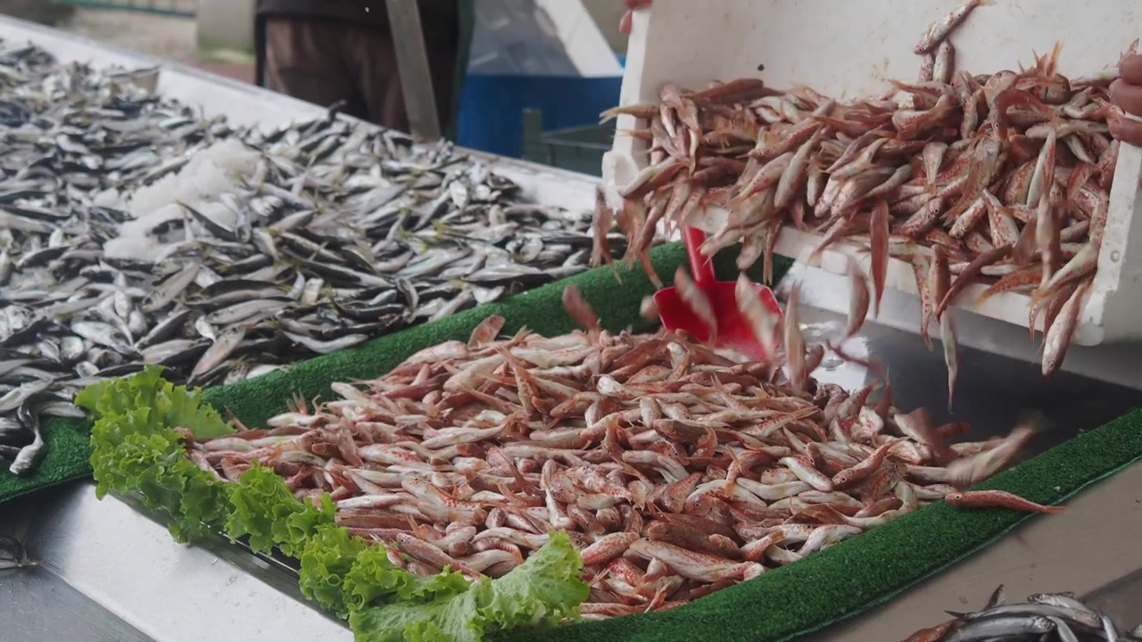 Vendor Pouring Fresh Red Mullet onto a Display at a Fish Market