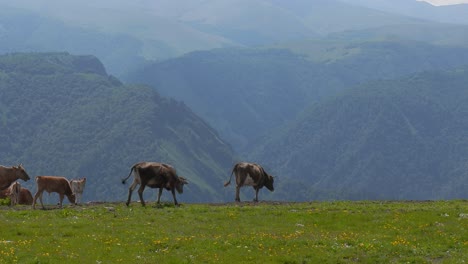 Vacas-Juntas-Pastando-En-Un-Campo.-Vacas-Corriendo-Hacia-La-Cámara.