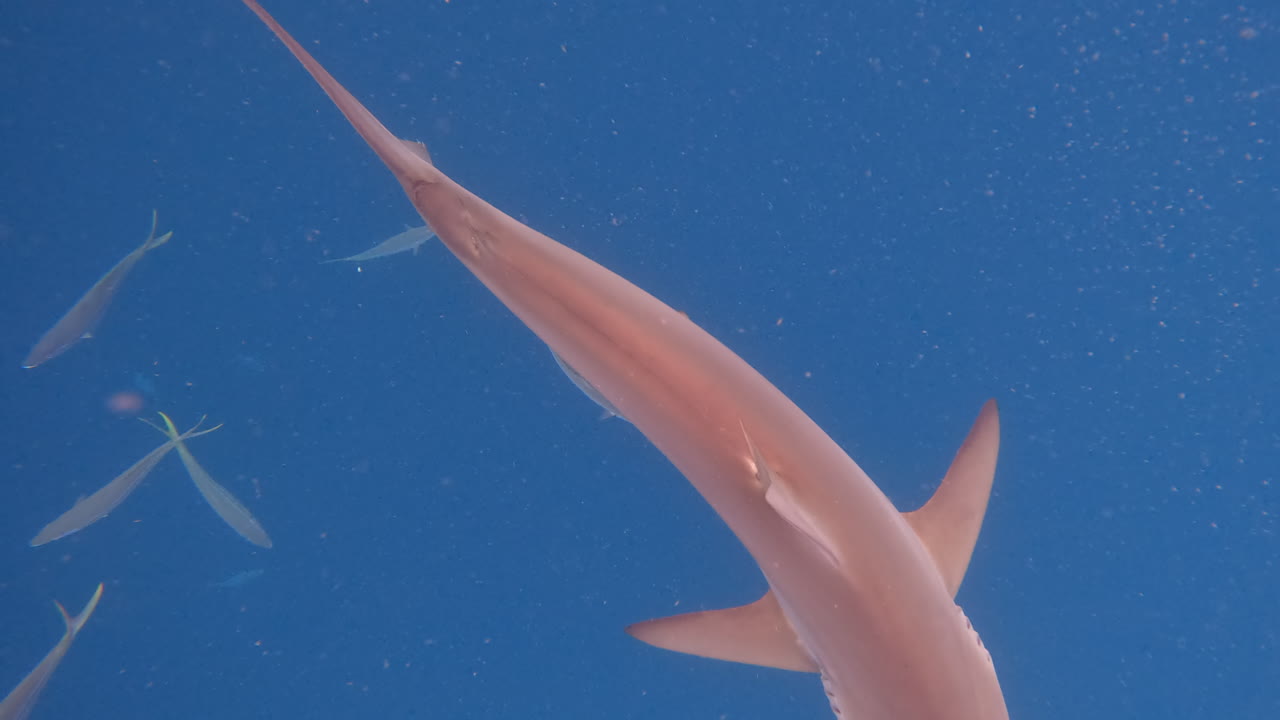 Sandbar shark swimming through ocean currents - overhead view