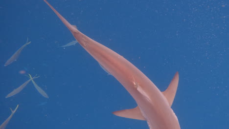 sandbar shark swimming through ocean currents - overhead view