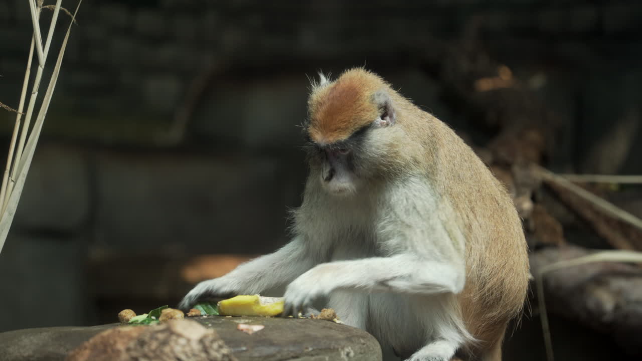 monos salvajes en el zoológico - nariz blanca este erythrocebus patas pyrrhonotus mono comiendo comida con sus dientes afilados - plano medio