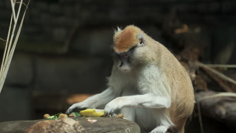 Monos-Salvajes-En-El-Zoológico---Nariz-Blanca-Este-Erythrocebus-Patas-Pyrrhonotus-Mono-Comiendo-Comida-Con-Sus-Dientes-Afilados---Plano-Medio