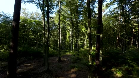 Vuelo-Lento-En-El-Bosque-A-Lo-Largo-De-Un-Camino-Estrecho-Entre-árboles-Verdes--toma-Aérea