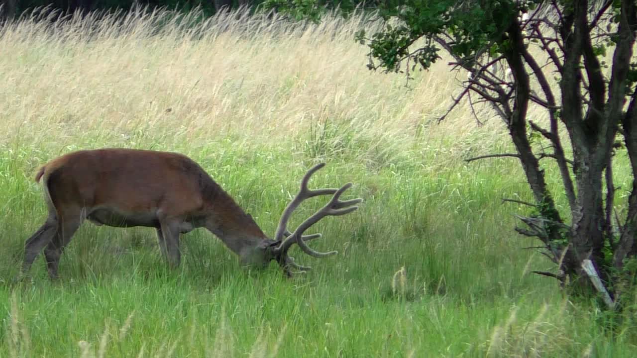buck de ciervo pastando en un prado y dejando la cámara lenta