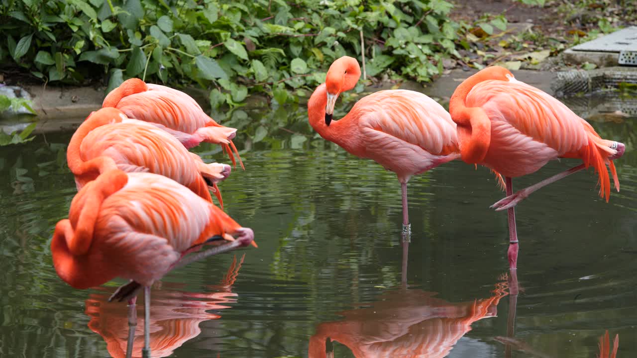 동물원의 핑크 플라밍고