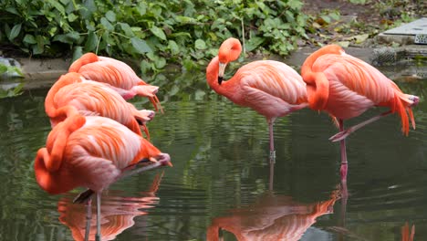 flamingos cor de rosa no zoológico