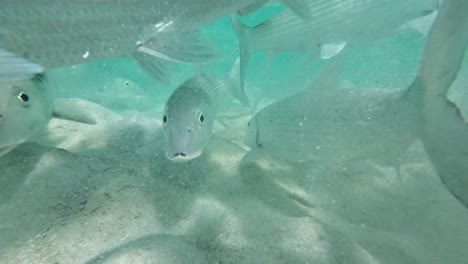 Bonefish-swimming-underwater-in-a-group-in-clear-turquoise-water,-close-up