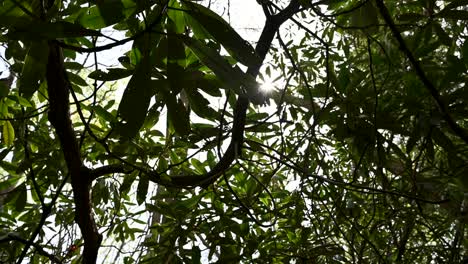 thick vegetated rhododendron leaves thick vegetation with sunlight shining through