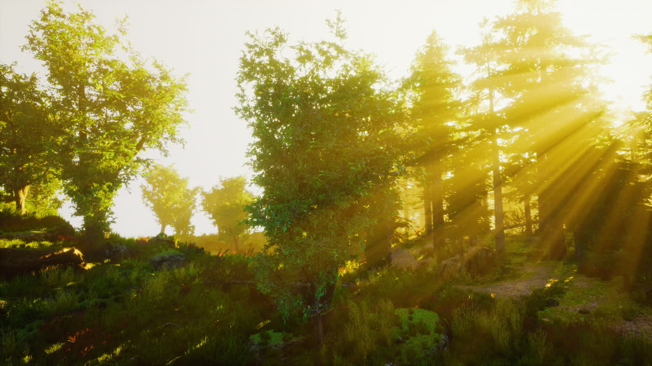 волшебный темный осенний лес с лучами теплого света