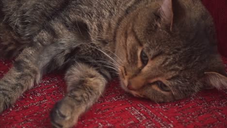un gato tabby durmiendo en una silla roja