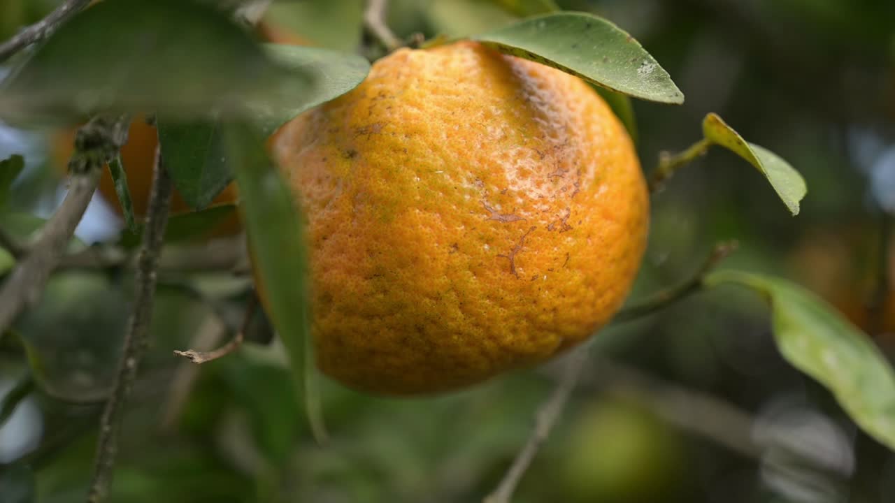 hermosa naranja arrugada antes de ser cortada del árbol