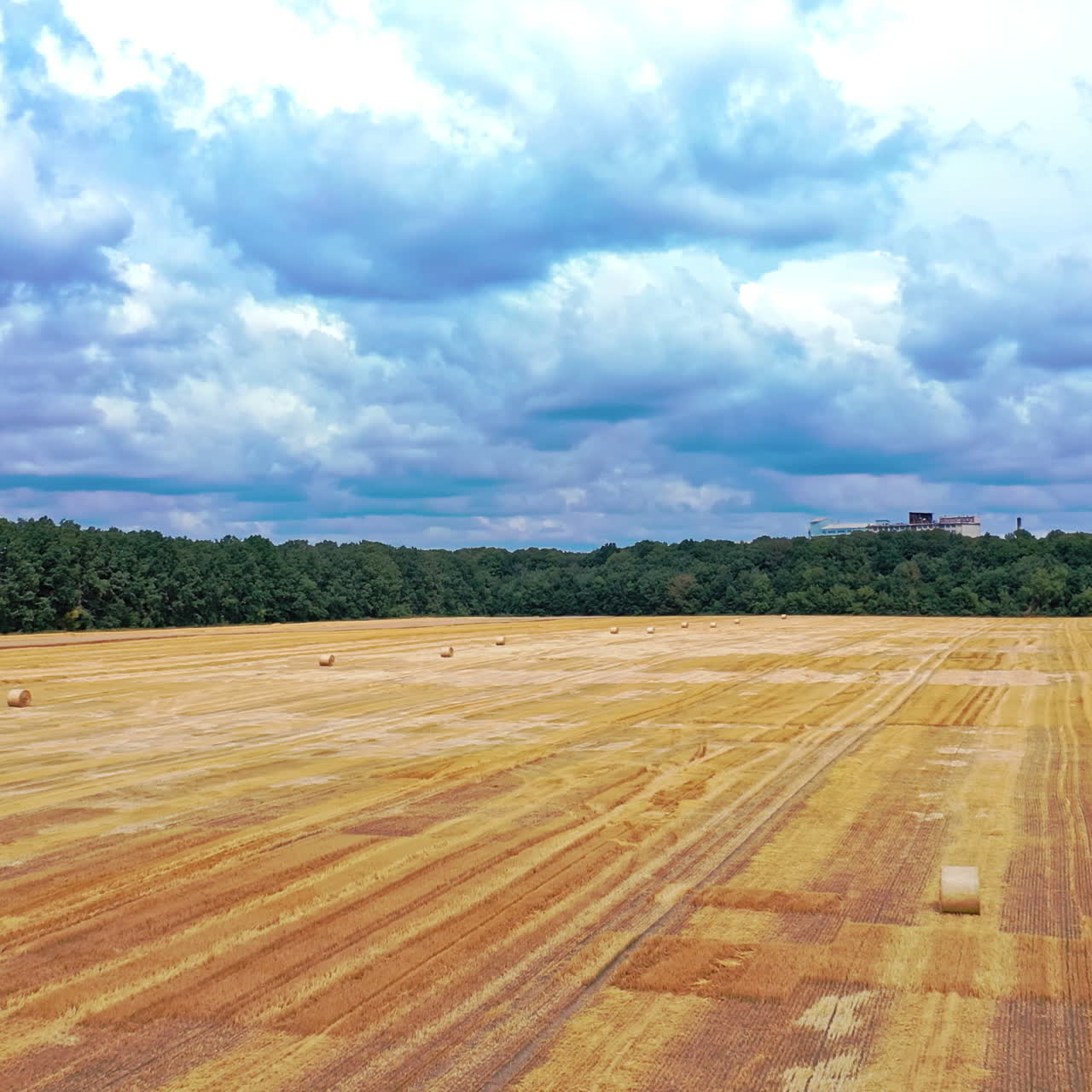 Yellow field on the background of green forest under blue sky. Flight over the field with round bales in summer day. Camera moves forward.