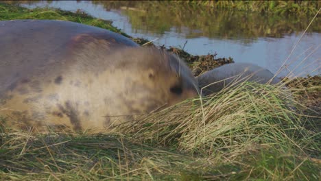 Temporada-De-Cría-De-Focas-Grises-Del-Atlántico:-Adorables-Recién-Nacidos-Con-Pelaje-Blanco,-Madres-Alimentándolas-Y-Tomando-El-Cálido-Sol-De-Noviembre.