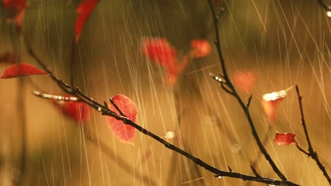 Autumn-rain-close-up