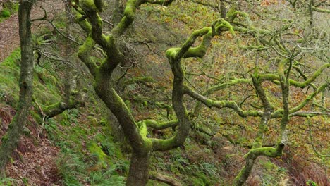 roble cubierto de musgo