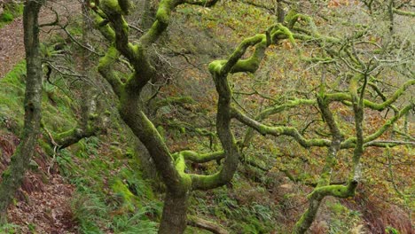 oak tree covered in moss