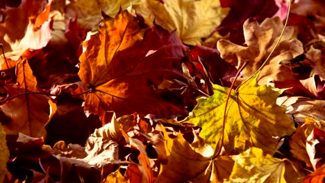 dry colors of autumn leaves