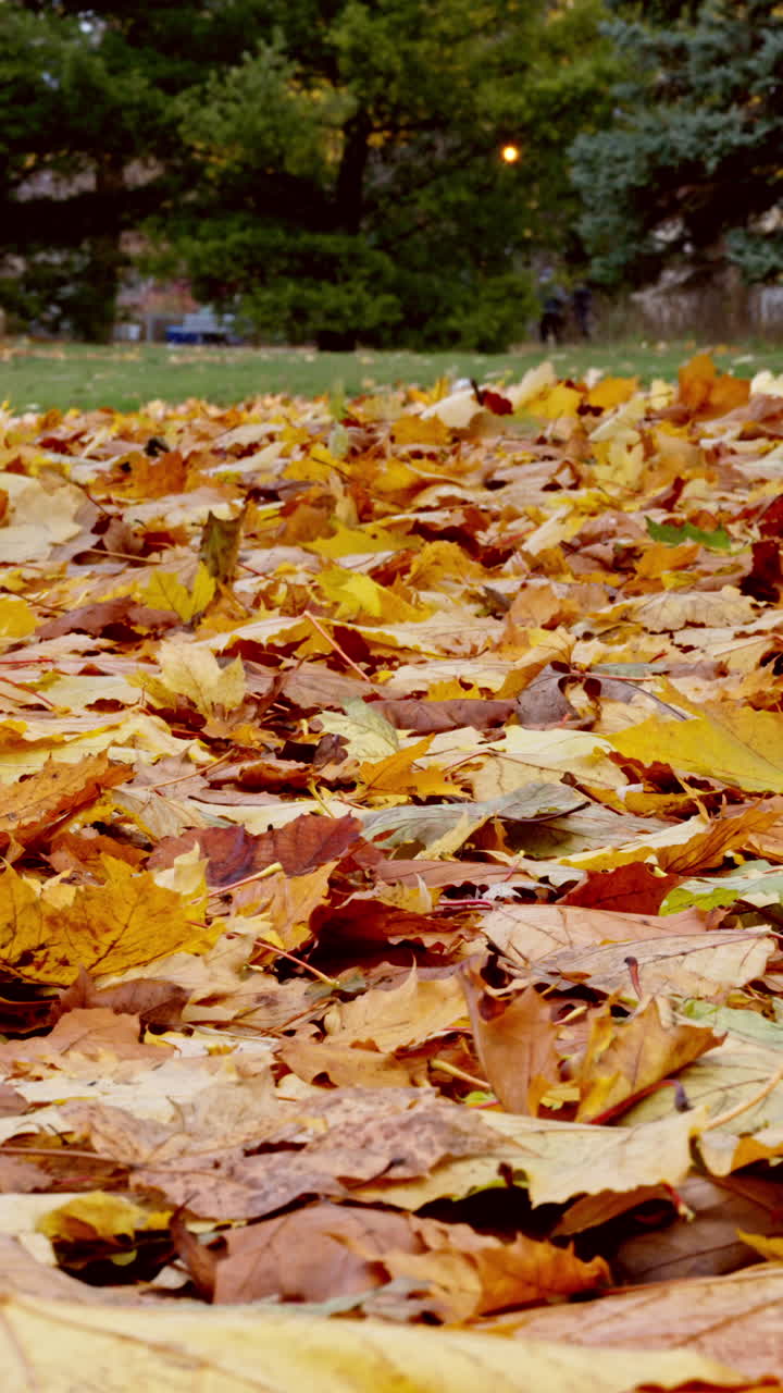 A vertical lateral shot of yellow autumn leaves forming a leaf carpet in a park, with trees in the background. Ideal for fall nature content, backgrounds, and seasonal visuals