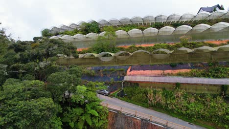 Aerial-panning-shot-af-fruit-plantation-along-hill