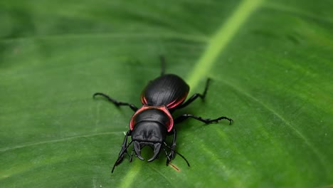 close up shot of a black coppery bordered large ground beetle, mouhotia batesi turn around and slowly crawl away and off screen on a green large monocot leaf, captured in thailand southeast asia