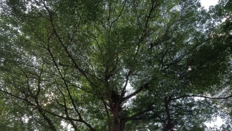 upward view of trees swaying gently in the breeze.