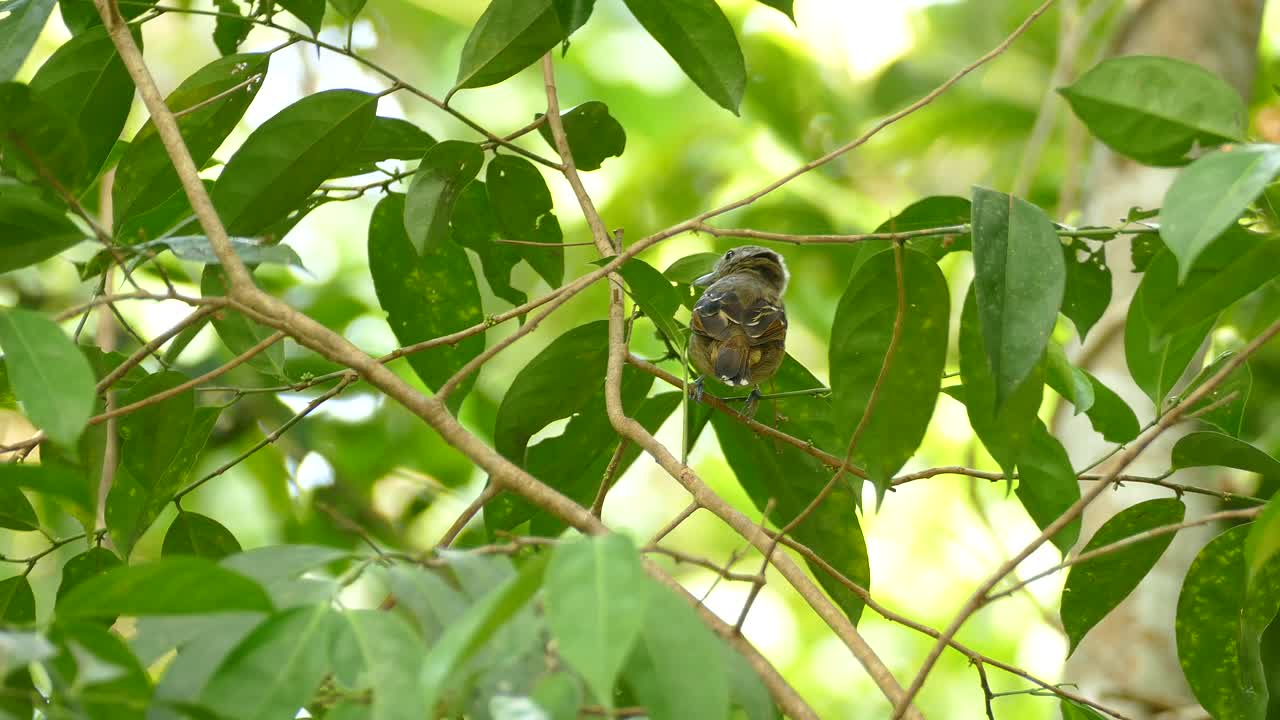 pajarito camina saltando en la rama de un árbol